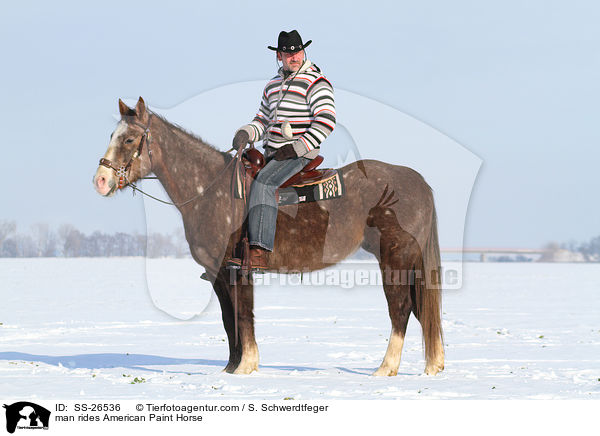 Mann reitet American Paint Horse / man rides American Paint Horse / SS-26536