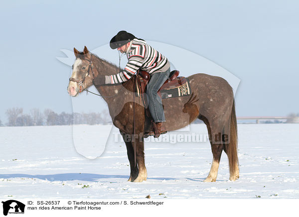 Mann reitet American Paint Horse / man rides American Paint Horse / SS-26537