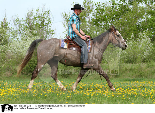 Mann reitet American Paint Horse / man rides American Paint Horse / SS-26933