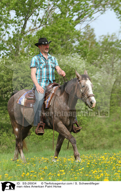 Mann reitet American Paint Horse / man rides American Paint Horse / SS-26934