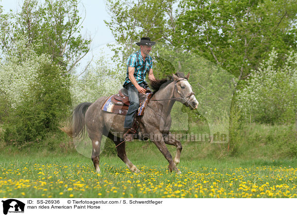 Mann reitet American Paint Horse / man rides American Paint Horse / SS-26936