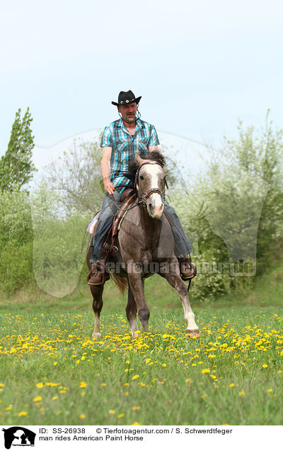 Mann reitet American Paint Horse / man rides American Paint Horse / SS-26938