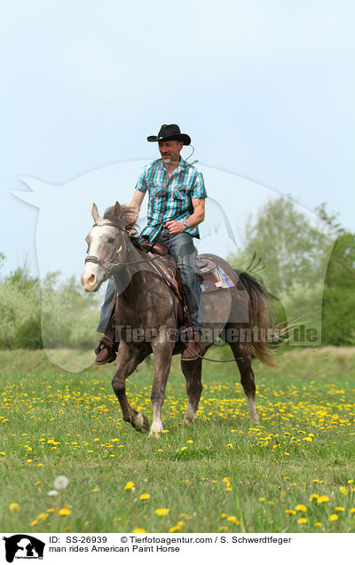 Mann reitet American Paint Horse / man rides American Paint Horse / SS-26939