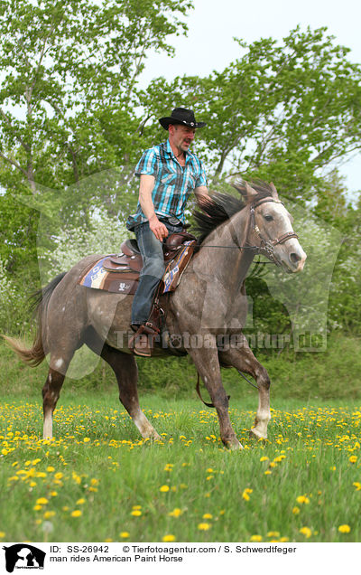 Mann reitet American Paint Horse / man rides American Paint Horse / SS-26942