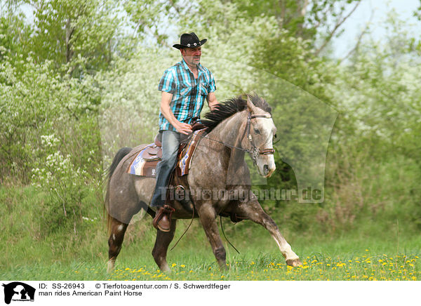 Mann reitet American Paint Horse / man rides American Paint Horse / SS-26943