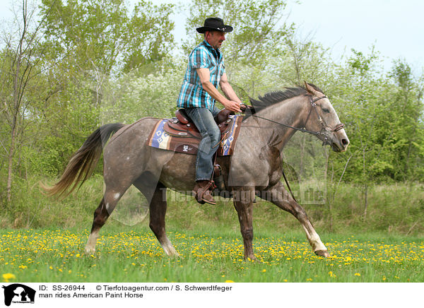 Mann reitet American Paint Horse / man rides American Paint Horse / SS-26944