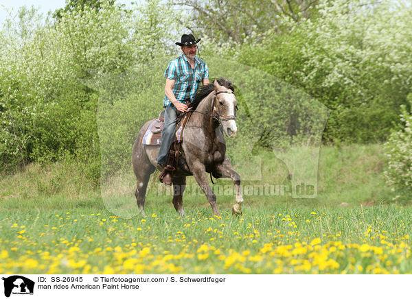 Mann reitet American Paint Horse / man rides American Paint Horse / SS-26945