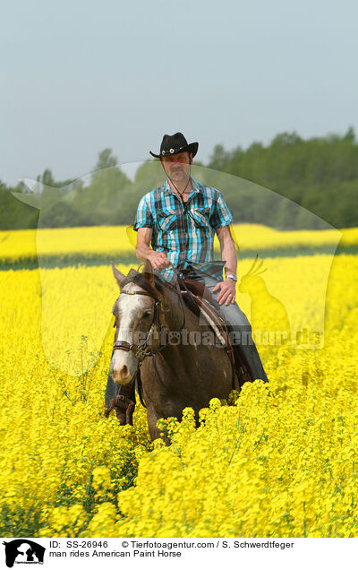 Mann reitet American Paint Horse / man rides American Paint Horse / SS-26946