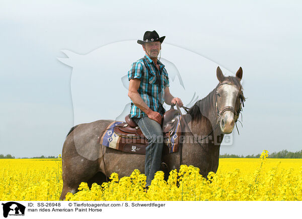 Mann reitet American Paint Horse / man rides American Paint Horse / SS-26948