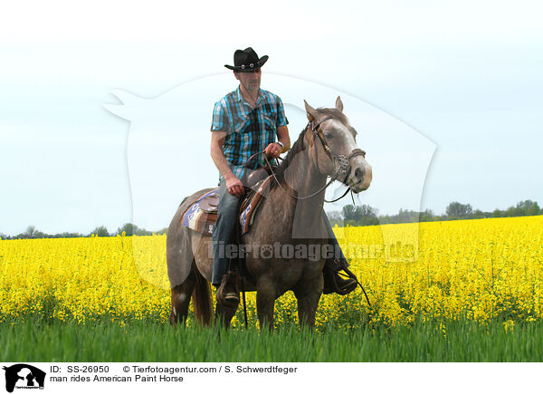 Mann reitet American Paint Horse / man rides American Paint Horse / SS-26950