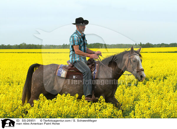 Mann reitet American Paint Horse / man rides American Paint Horse / SS-26951