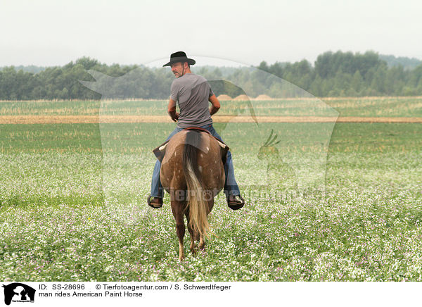 Mann reitet American Paint Horse / man rides American Paint Horse / SS-28696