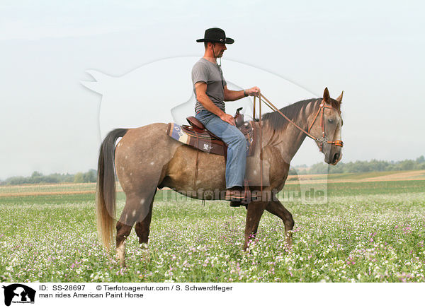 Mann reitet American Paint Horse / man rides American Paint Horse / SS-28697