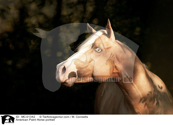 American Paint Horse Portrait / American Paint Horse portrait / MC-01342
