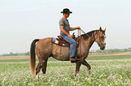 man rides American Paint Horse