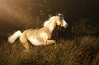 galloping American Paint Horse