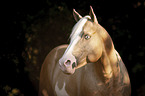 American Paint Horse portrait