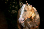 American Paint Horse portrait