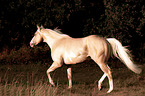 trotting American Paint Horse