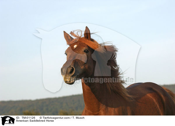 American Saddlebred Horse / American Saddlebred Horse / TM-01126