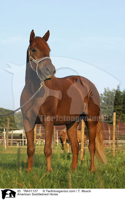 American Saddlebred Horse / American Saddlebred Horse / TM-01127