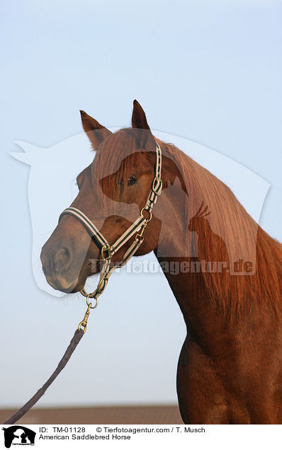 American Saddlebred Horse / American Saddlebred Horse / TM-01128