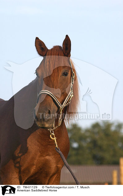 American Saddlebred Horse / American Saddlebred Horse / TM-01129