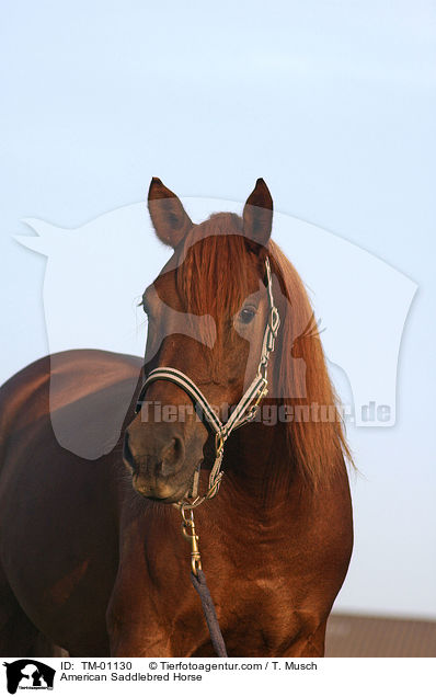 American Saddlebred Horse / American Saddlebred Horse / TM-01130