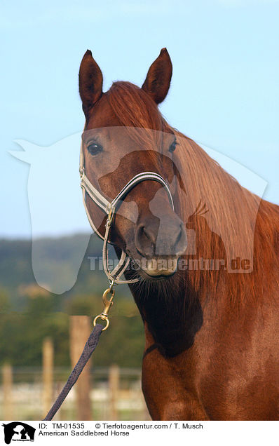 American Saddlebred Horse / American Saddlebred Horse / TM-01535