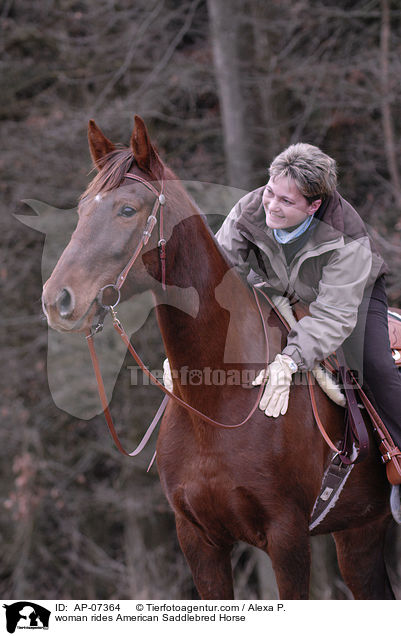 Frau reitet American Saddlebred Horse / woman rides American Saddlebred Horse / AP-07364