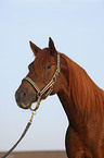 American Saddlebred Horse