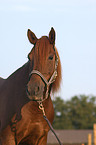 American Saddlebred Horse