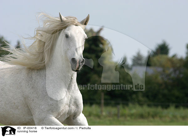 galoppierender Andalusier im Portrait / running horse / IP-00418