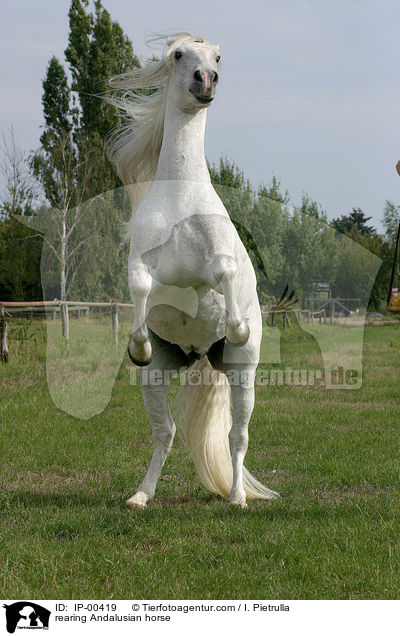 steigender Andalusier / rearing Andalusian horse / IP-00419