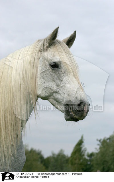 Andalusier im Portrait / Andalusian horse Portrait / IP-00421
