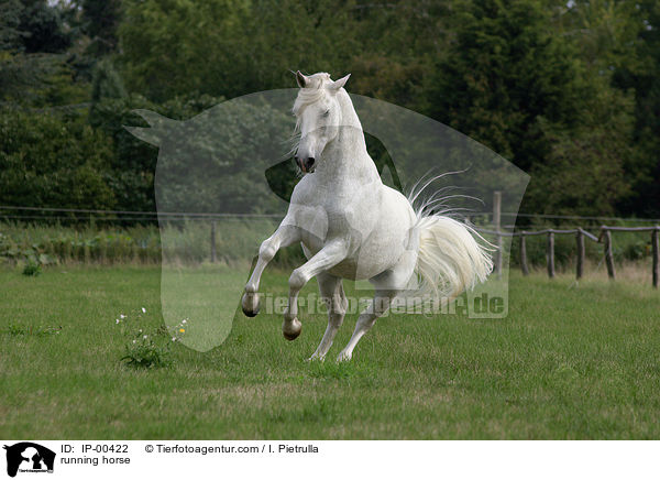 galoppierender Andalusier / running horse / IP-00422