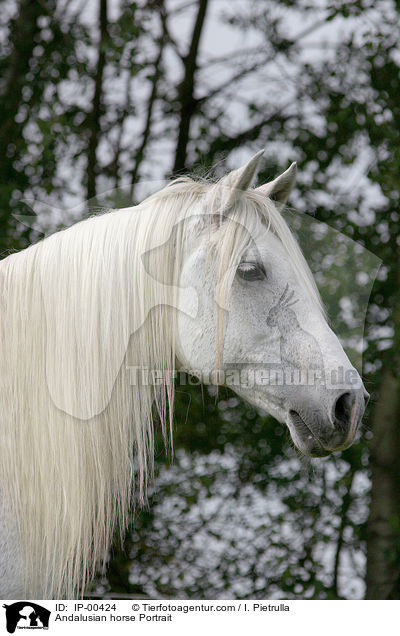 Andalusier im Portrait / Andalusian horse Portrait / IP-00424