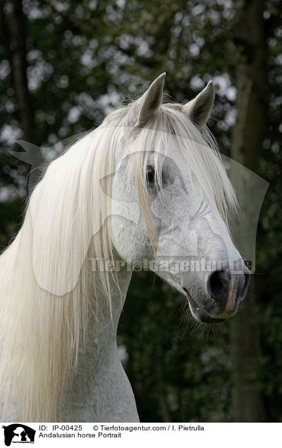 Andalusier im Portrait / Andalusian horse Portrait / IP-00425