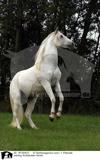 steigender Andalusier / rearing Andalusian Horse / IP-00427