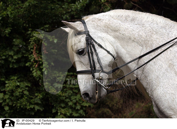Andalusier im Portrait mit Kandare / Andalusian Horse Portrait / IP-00429