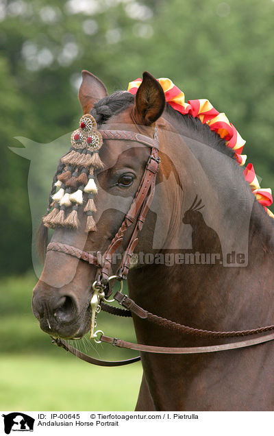 Andalusier im Portrait / Andalusian Horse Portrait / IP-00645