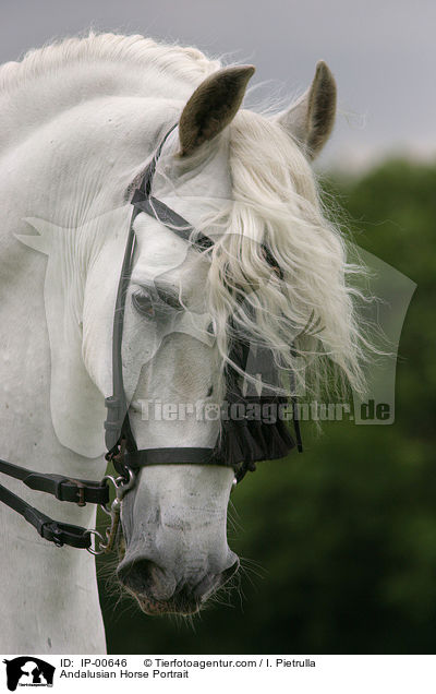 Andalusier im Portrait / Andalusian Horse Portrait / IP-00646