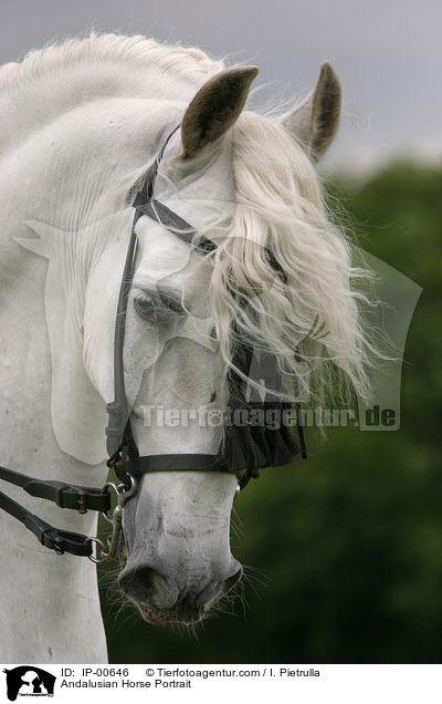 Andalusian Horse Portrait / IP-00646