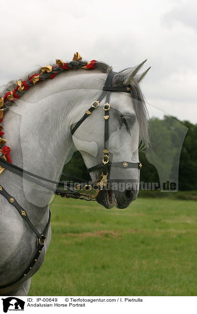 Andalusier im Portrait / Andalusian Horse Portrait / IP-00649