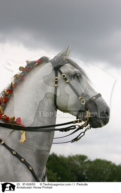 Andalusier im Portrait / Andalusian Horse Portrait / IP-00650