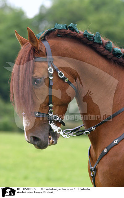 Andalusier im Portrait / Andalusian Horse Portrait / IP-00652