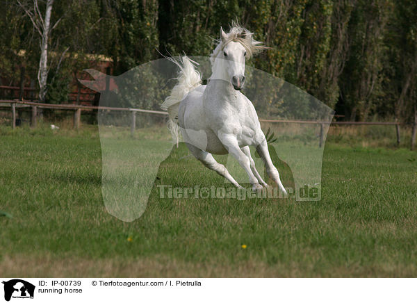 galoppierender Andalusier / running horse / IP-00739