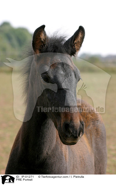 Andalusier Portrait / PRE Portrait / IP-01271