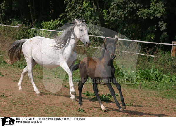 Andalusier Stute mit Fohlen / PRE mare with foal / IP-01274