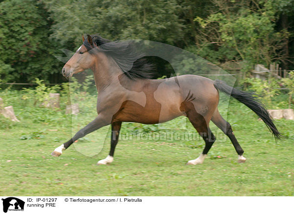 Andalusier im Galopp / running PRE / IP-01297